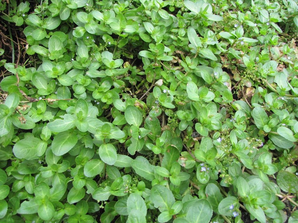Veronica beccabunga